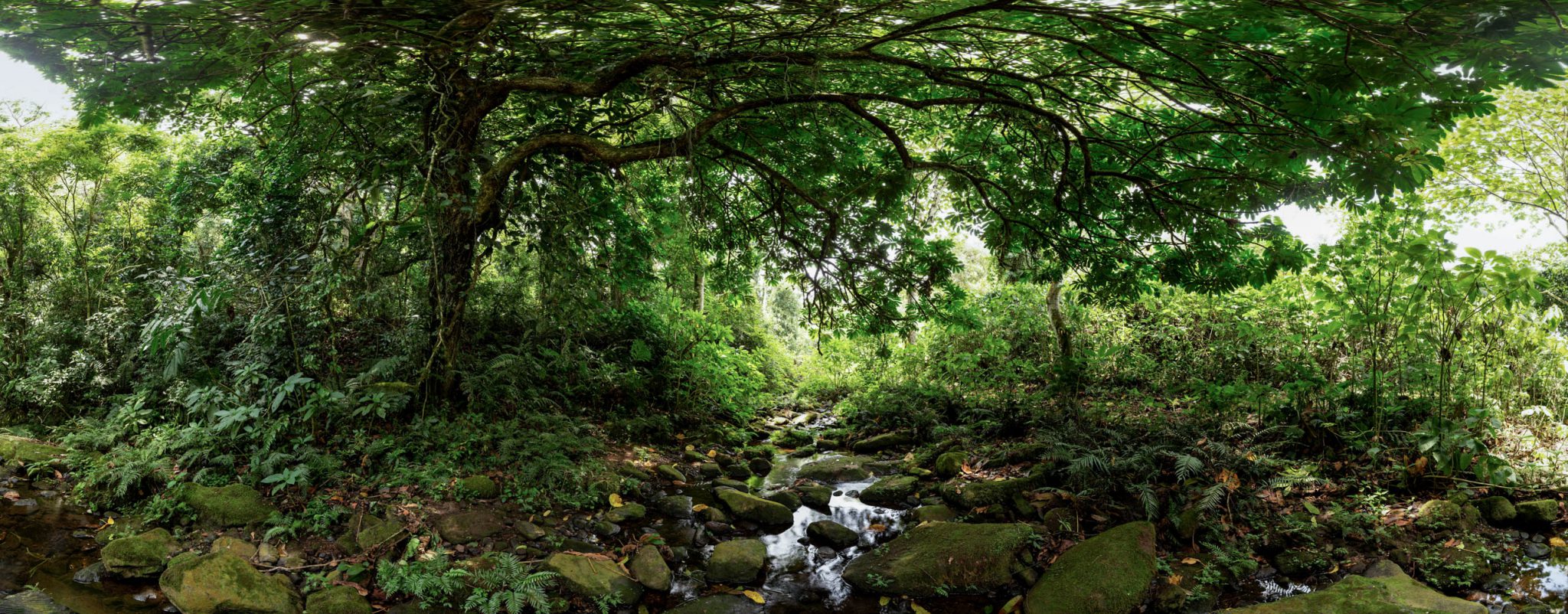360 Panoramic Photograph of a green jungle or forest, with a small stream running over mossy rocks, from an environment capture session.